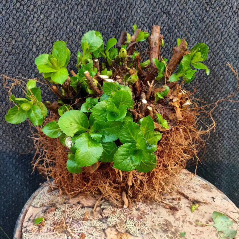 云南3-5年无尽夏老桩绣球大苗八仙花苗四季开花绣球老桩苗