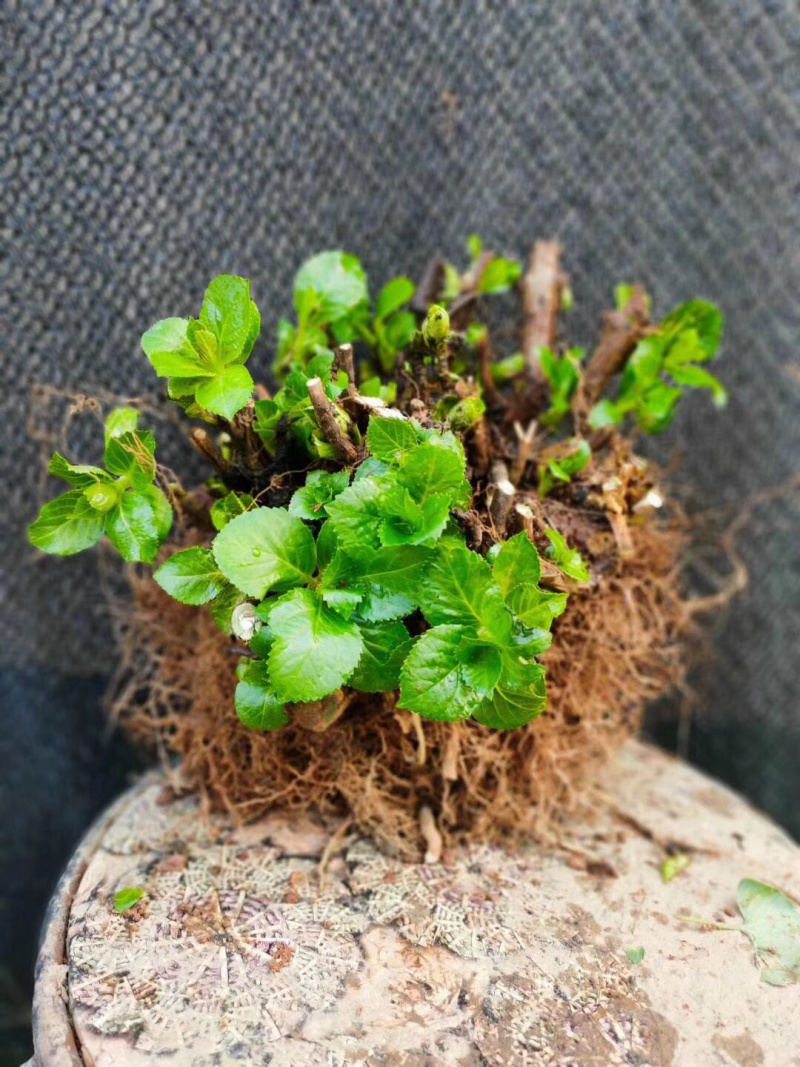 云南3-5年无尽夏老桩绣球大苗八仙花苗四季开花绣球老桩苗