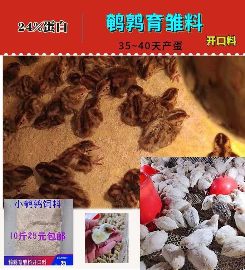 小鹌鹑饲料育雏料