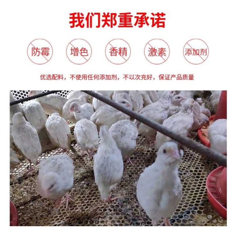 小鹌鹑饲料育雏料