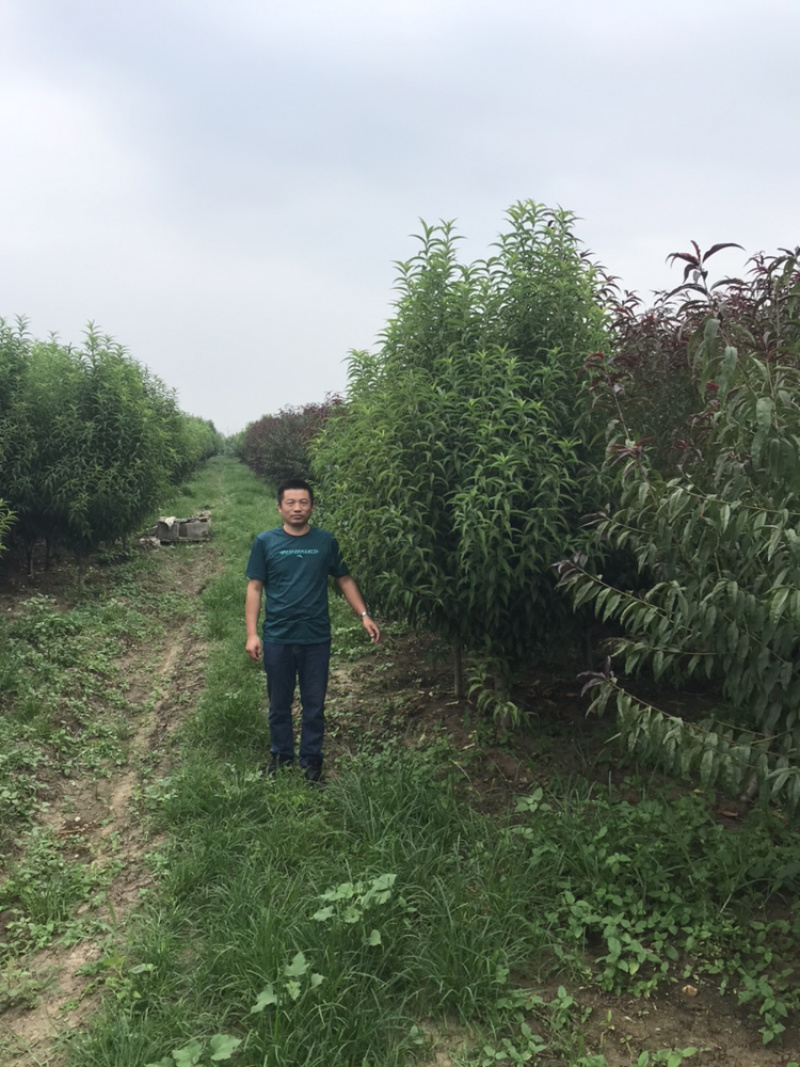 龙柱碧桃苗地径3～12cm红花粉花白花多瓣