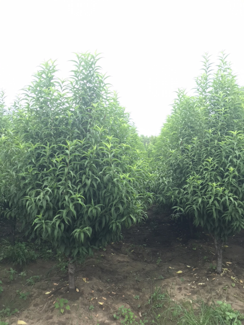 龙柱碧桃苗地径3～12cm红花粉花白花多瓣