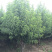 龙柱碧桃苗地径3～12cm红花粉花白花多瓣