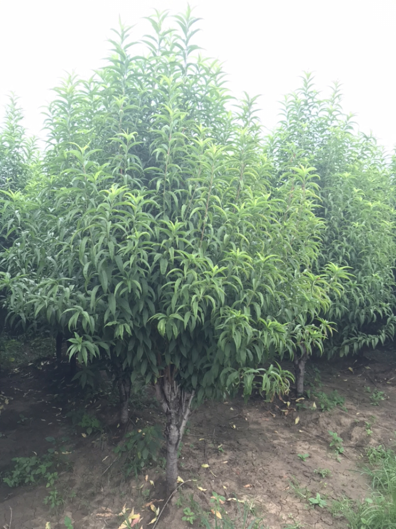 龙柱碧桃苗地径3～12cm红花粉花白花多瓣
