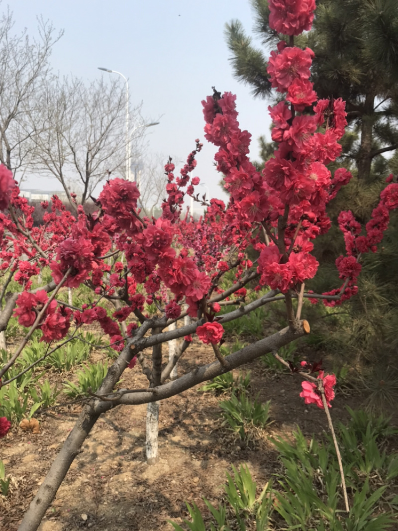 龙柱碧桃苗地径3～12cm红花粉花白花多瓣