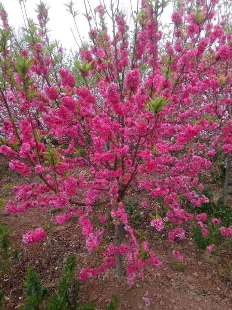 龙柱碧桃苗地径3～12cm红花粉花白花多瓣