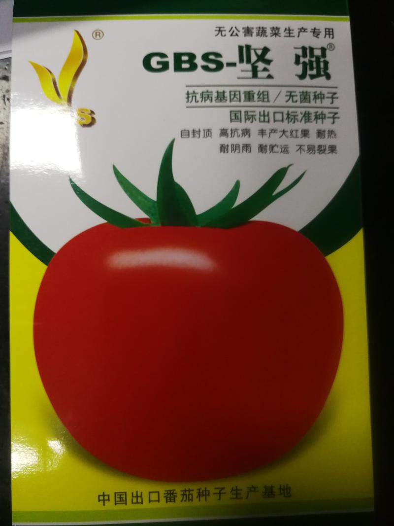 番茄种子