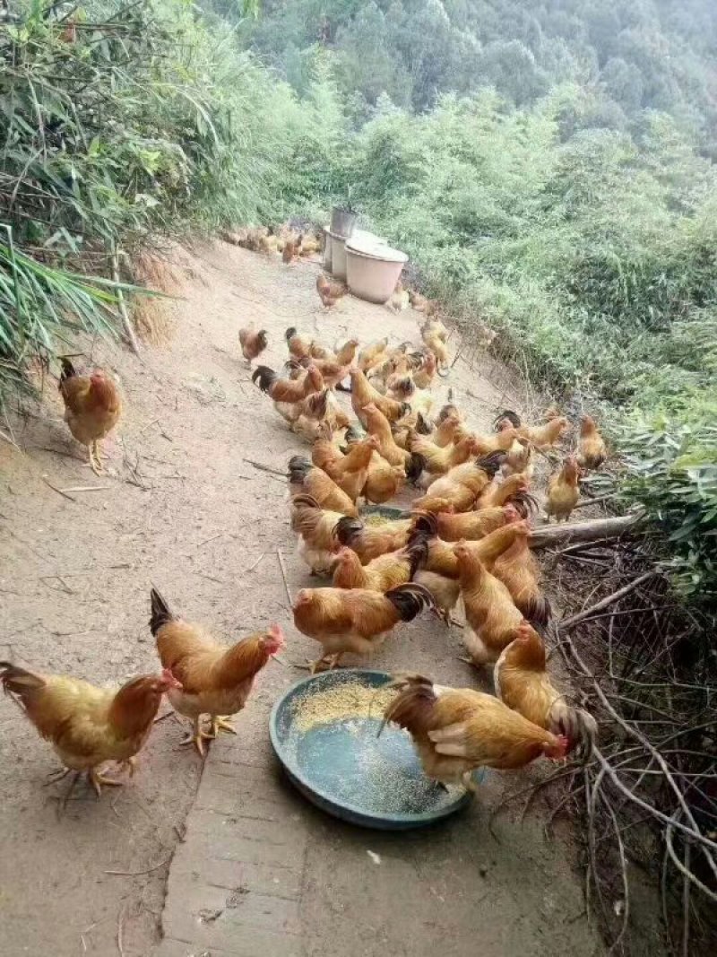 鸡苗，童鸡苗，三黄鸡，麻鸡，灵土1.5.瑶鸡