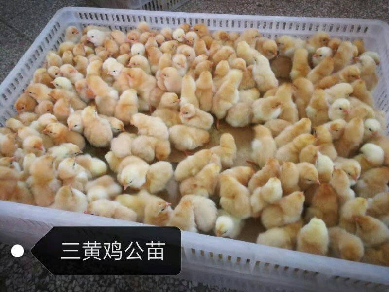 鸡苗，童鸡苗，三黄鸡，麻鸡，灵土1.5.瑶鸡