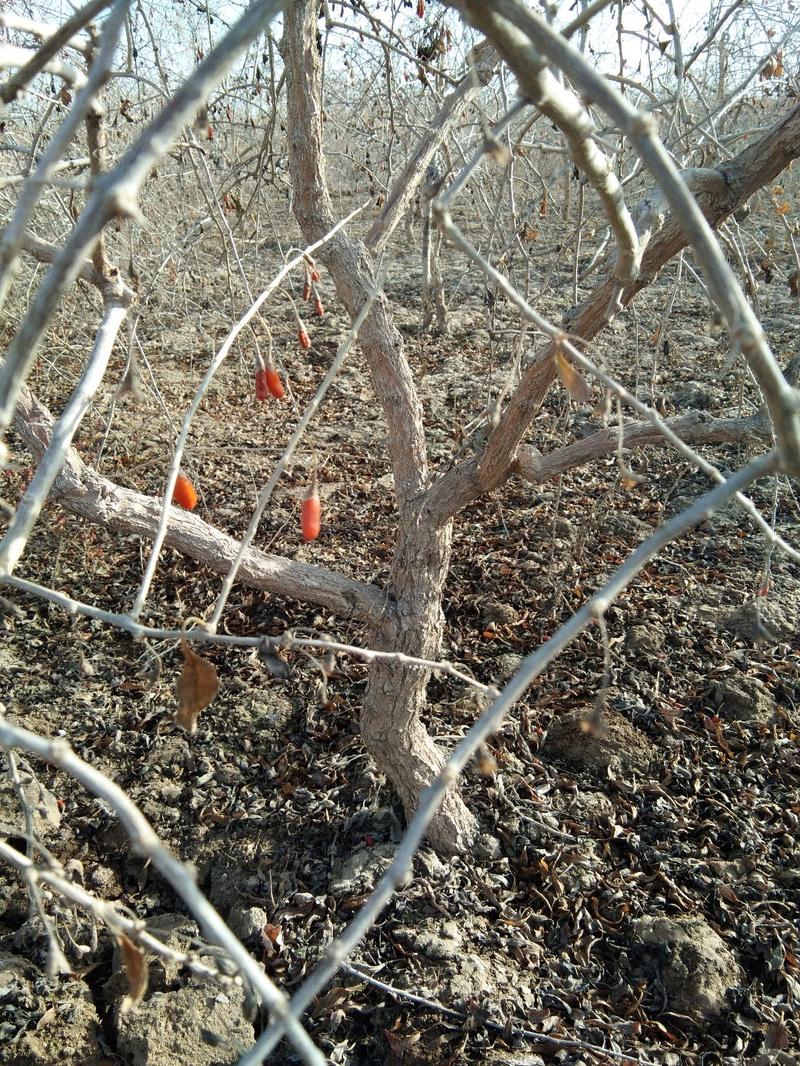 红枸杞盆栽老桩，适合南北方种植，产地直销，一手货源。