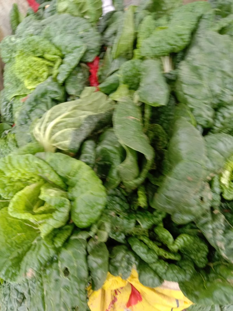 矮棵窄杆乌塌菜，黄心乌