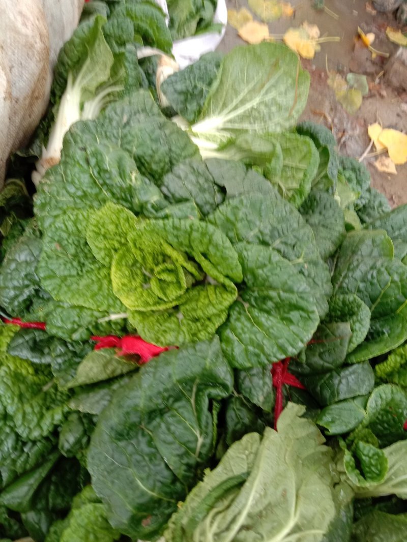 矮棵窄杆乌塌菜，黄心乌