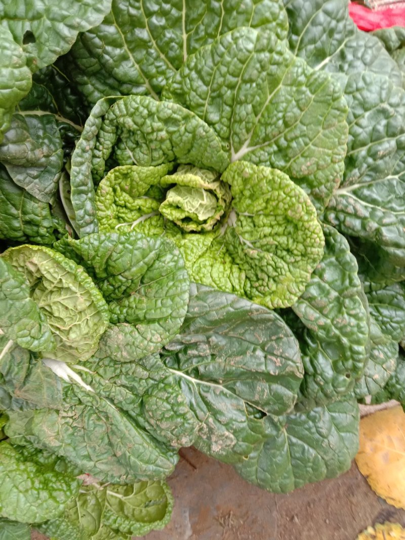 矮棵窄杆乌塌菜，黄心乌