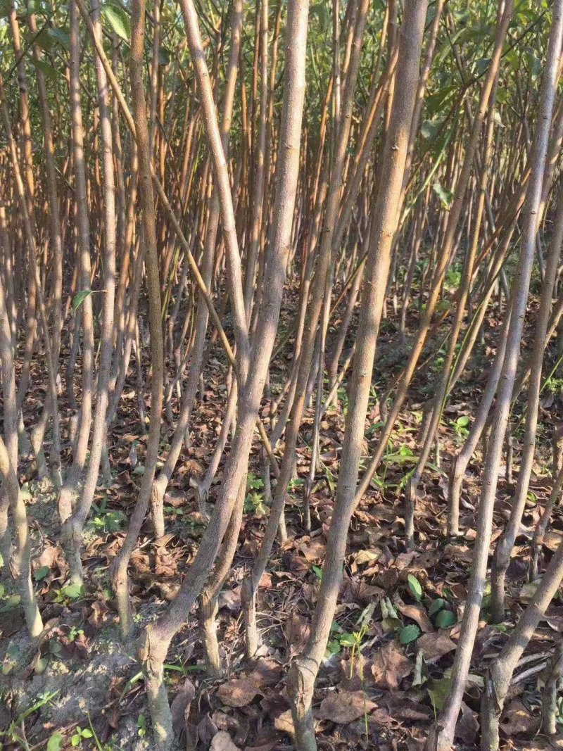 青梅苗，长农17，大叶青，小叶青嫁接苗