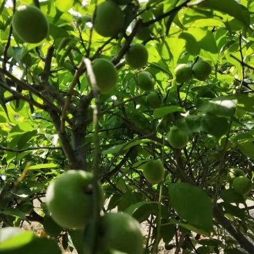 青梅苗，长农17，大叶青，小叶青嫁接苗
