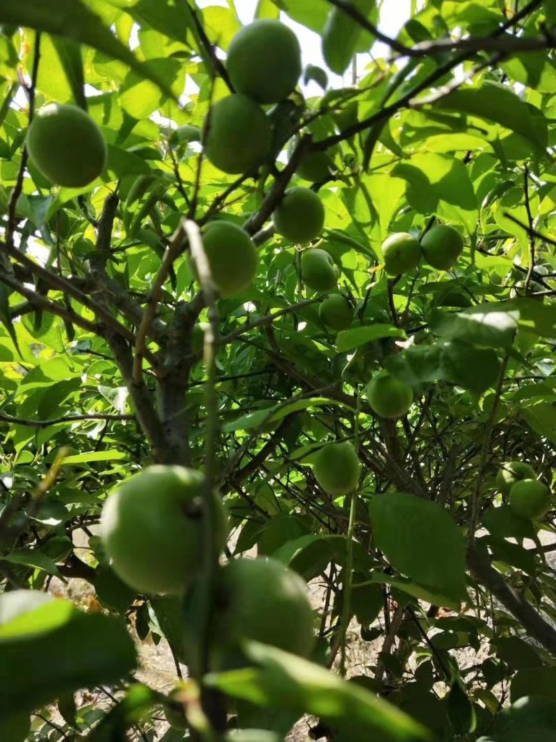 青梅苗，长农17，大叶青，小叶青嫁接苗
