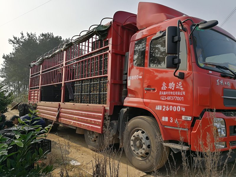 宫川，普早蜜桔，早熟蜜桔，国庆蜜橘，口感好