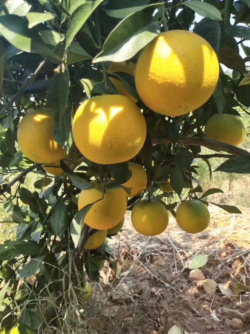 赣南脐橙每天新鲜采摘，欢迎大量，支持一件代发，橙招代理