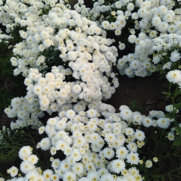 出售太阳白菊