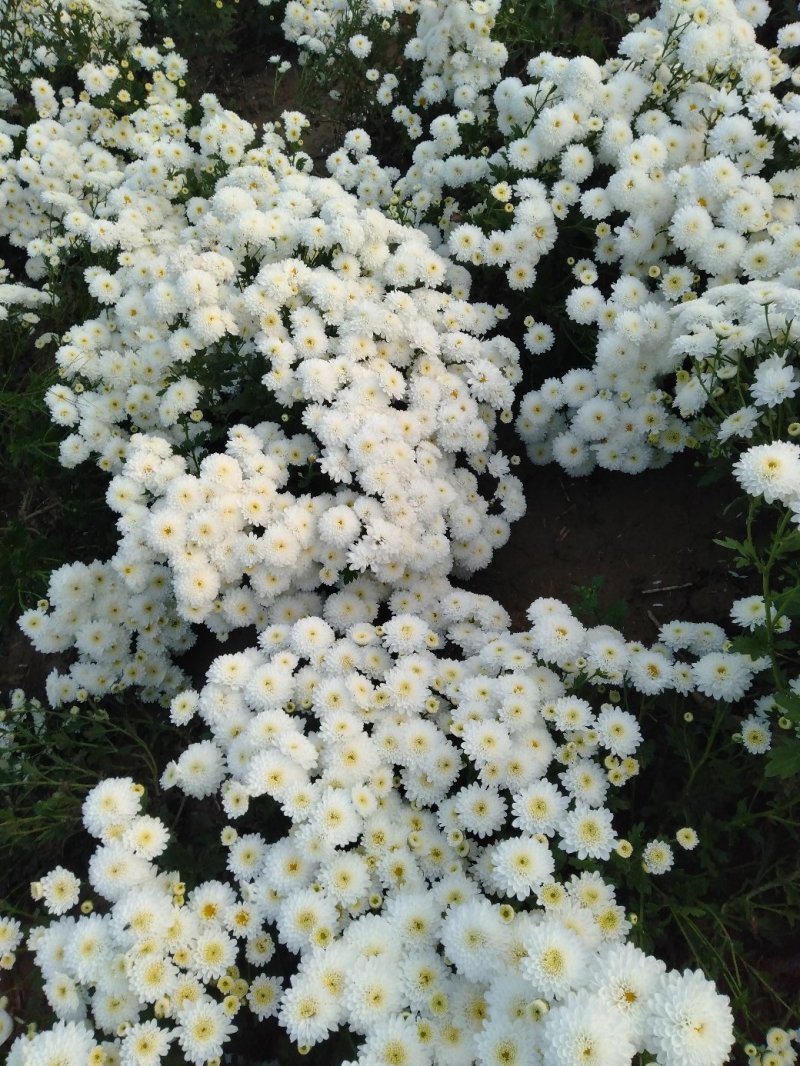 出售太阳白菊