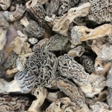 四川野生羊肚菌自然晒干。一分钱一分货假一赔十