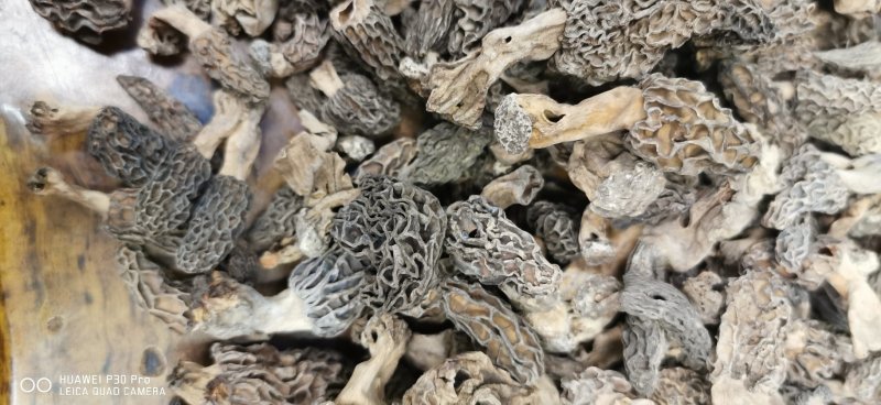 四川野生羊肚菌自然晒干。一分钱一分货假一赔十