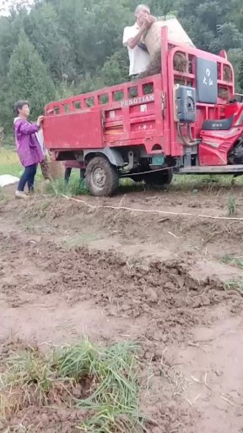 四川麦冬基地，无土麦冬草大量上市