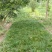 四川麦冬基地，无土麦冬草大量上市