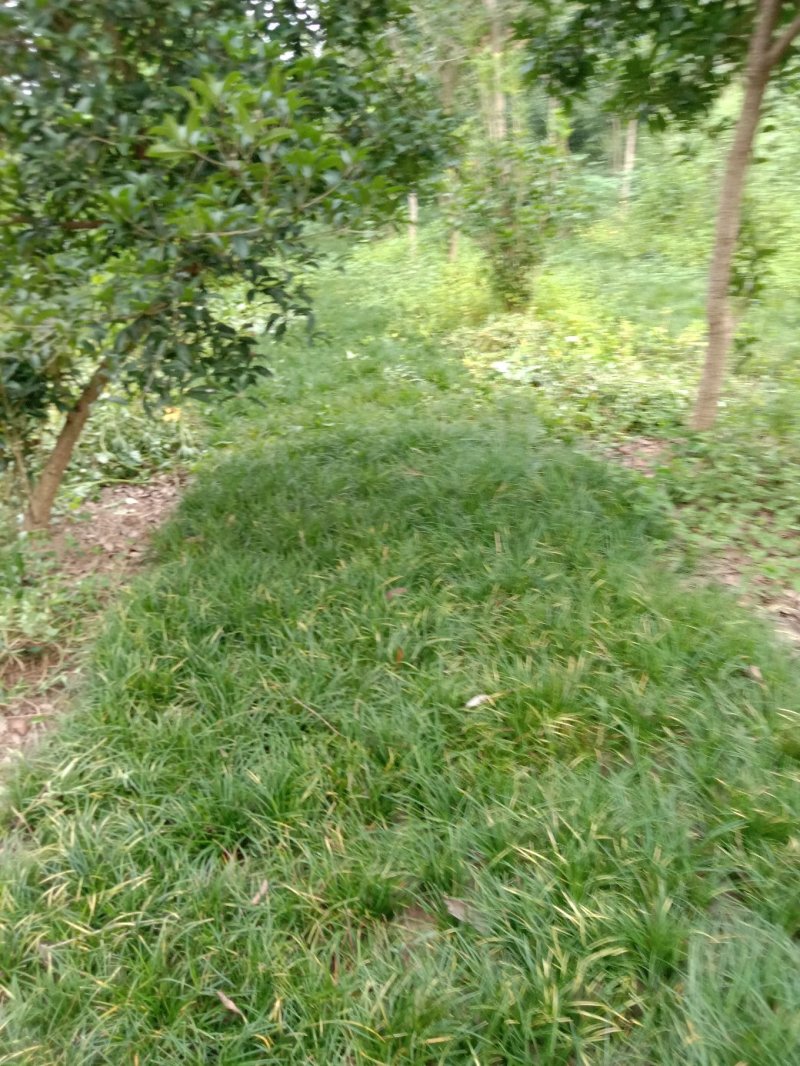 四川麦冬基地，无土麦冬草大量上市