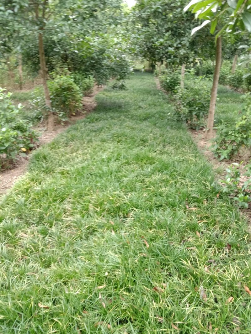 四川麦冬基地，无土麦冬草大量上市