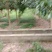 四川麦冬基地，无土麦冬草大量上市