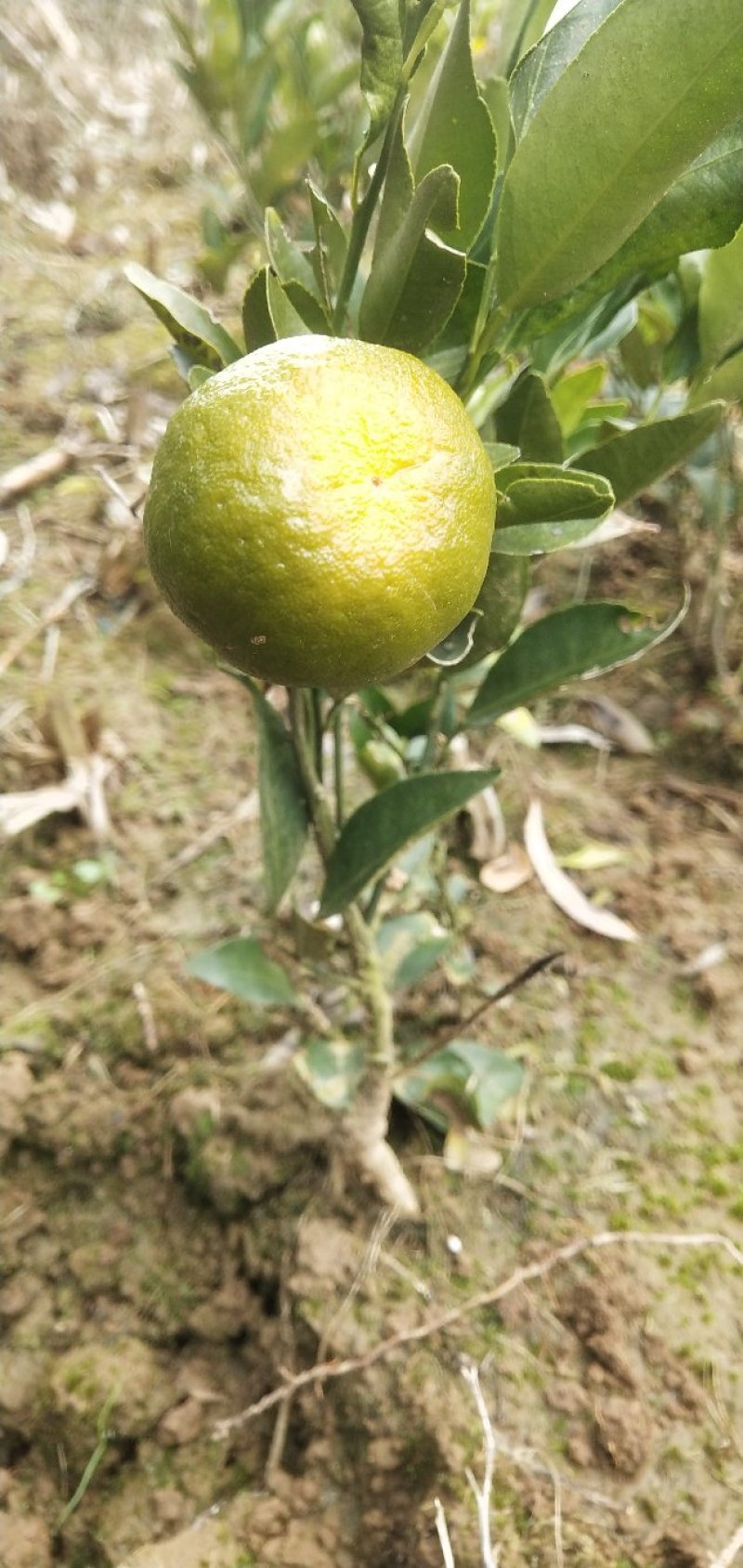 嫁接柑橘苗