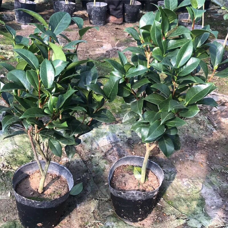 茶花苗四季茶花树苗五色赤单茶花赤单茶花苗