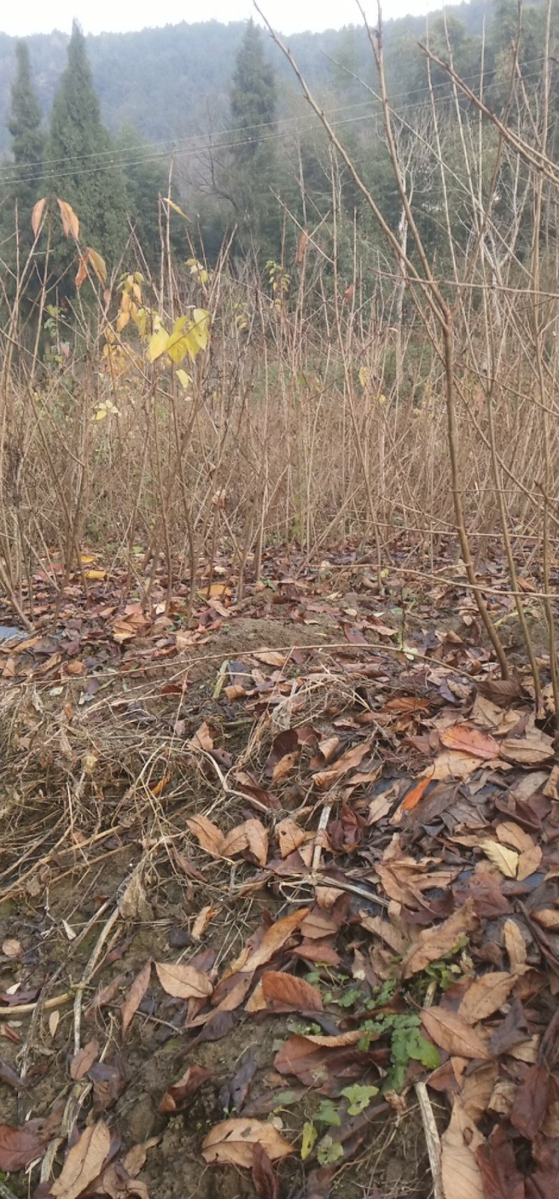 樱花苗