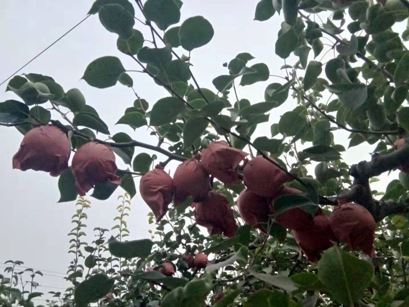 种植多年梨树经营各种梨