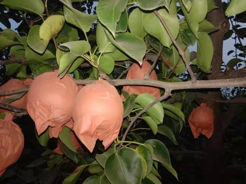 种植多年梨树经营各种梨