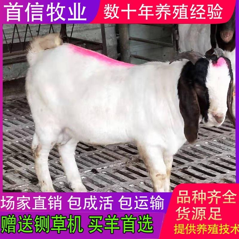 【买十送一】纯种波尔山羊小羊羔怀孕波尔山羊享受补贴