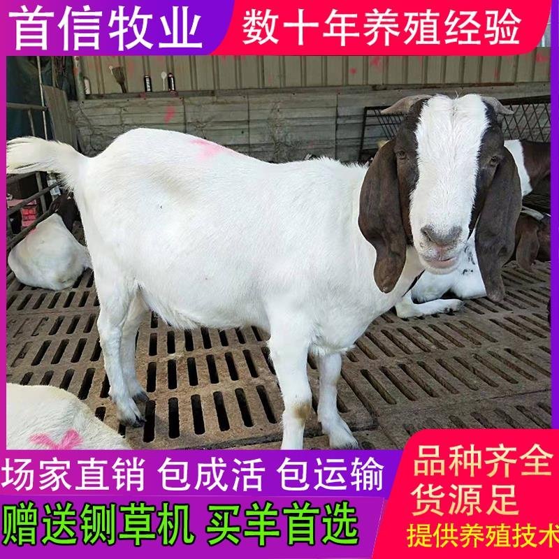 【买十送一】纯种波尔山羊小羊羔怀孕波尔山羊享受补贴