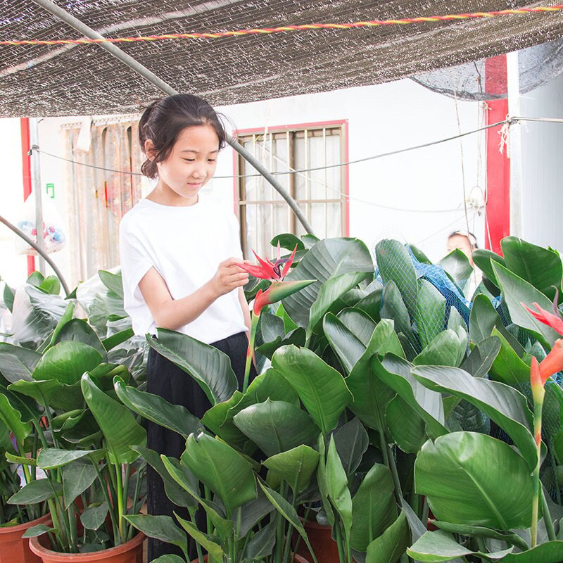 天堂鸟植物室内大型盆栽鹤望兰客厅办公室花卉网红绿植