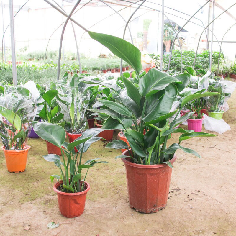 天堂鸟植物室内大型盆栽鹤望兰客厅办公室花卉网红绿植