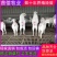【诚信认证】白山羊，小羊羔羊苗，头胎怀孕羊，包技术