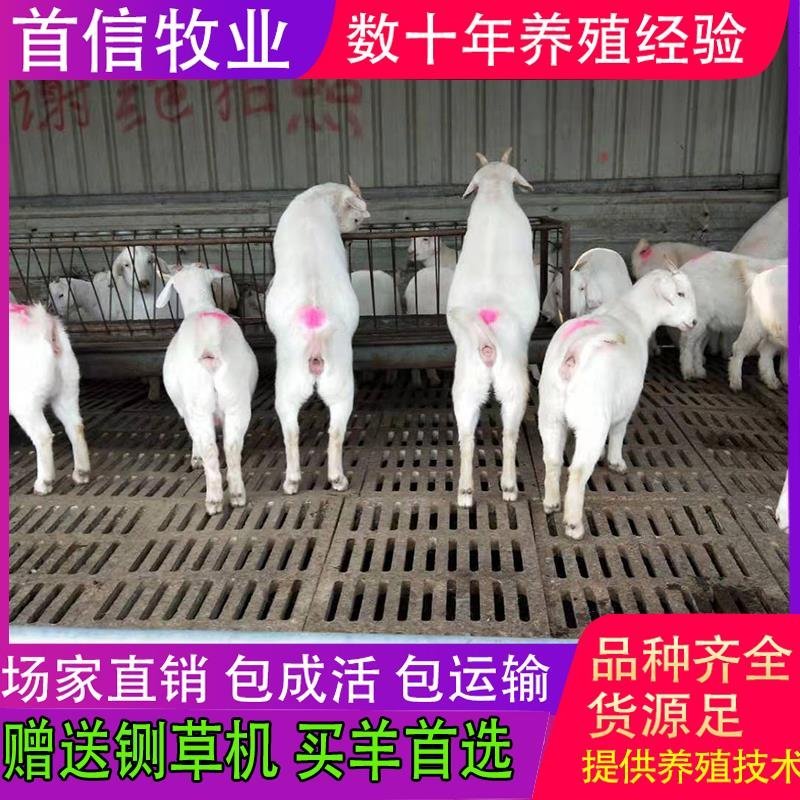 【诚信认证】白山羊，小羊羔羊苗，头胎怀孕羊，包技术