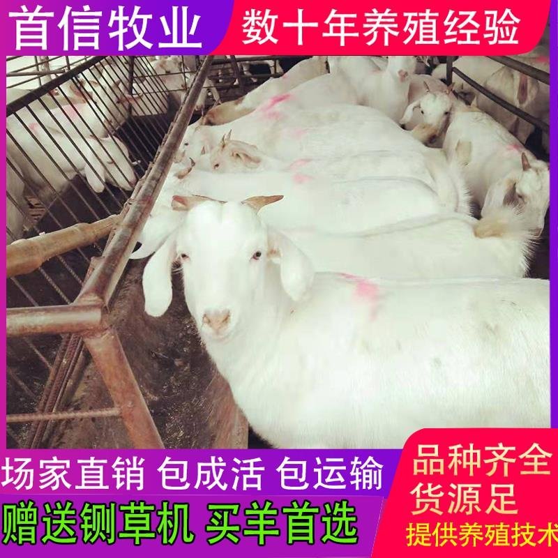 【诚信认证】白山羊，小羊羔羊苗，头胎怀孕羊，包技术
