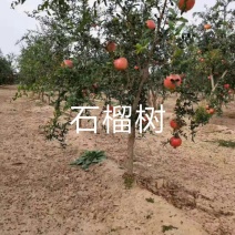 石榴树