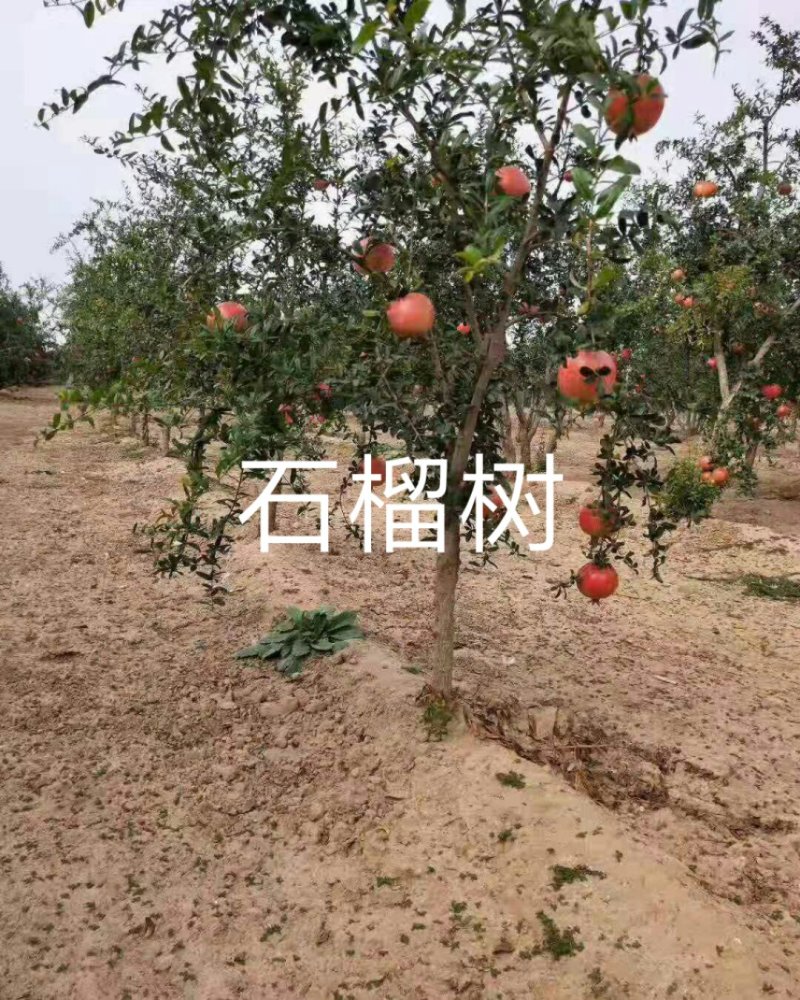 石榴树