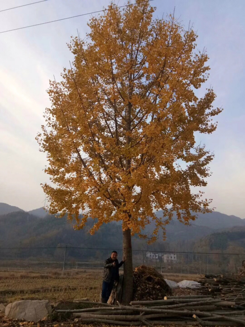 黄陂区刘春生景观园林农场