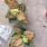 单株如意皇后盆栽