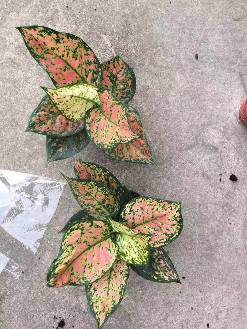 单株如意皇后盆栽