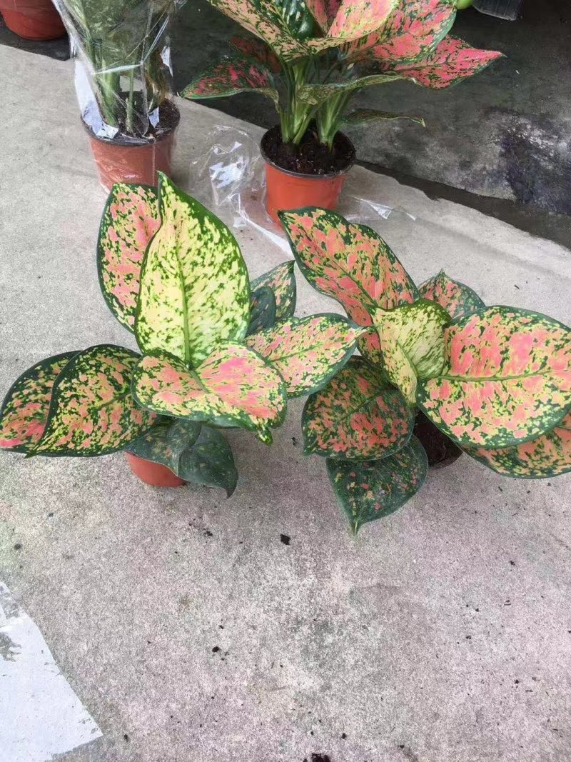 单株如意皇后盆栽