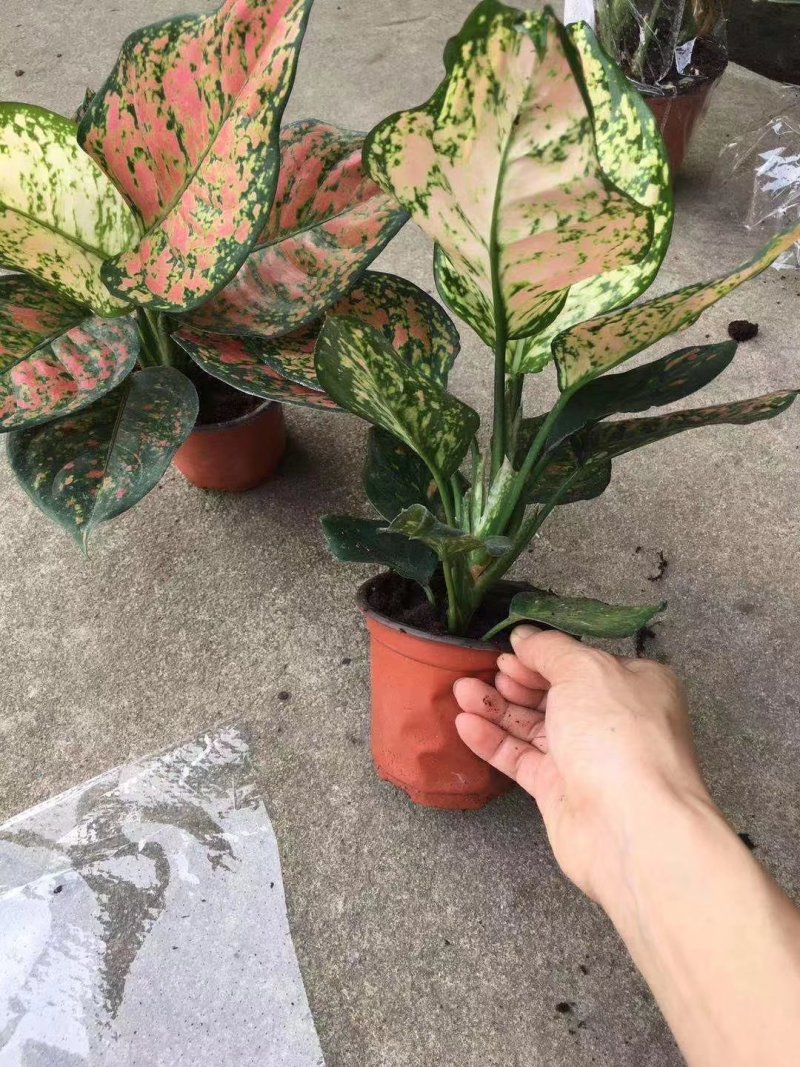 单株如意皇后盆栽